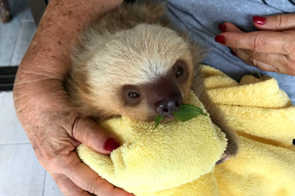 sloth rescue costa rica