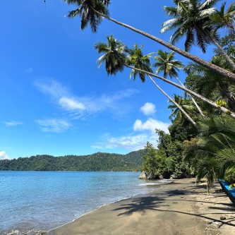 Costa Rican Beach With Palm Trees - Costa Rica Gap Year | Pacific Discovery