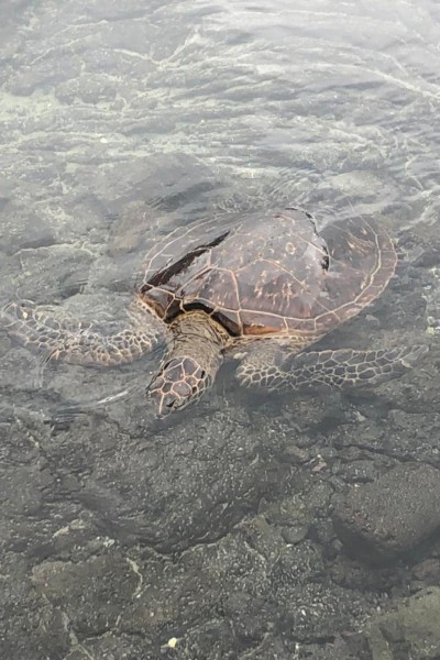 Creature of The Week: Green Sea Turtles