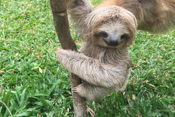 Sloth on Central America Gap Semester Program | Pacific Discovery
