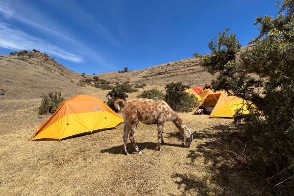 Animals at accomodation | Pacific Discovery