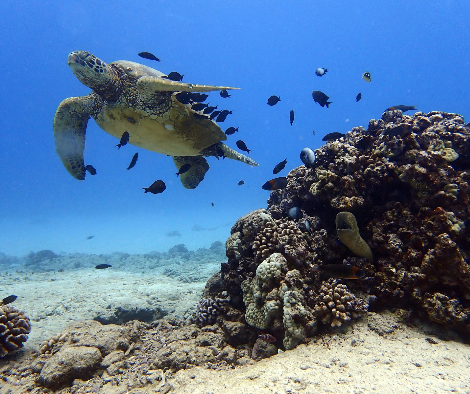 Sea turtle swimming with small fish above a coral reef